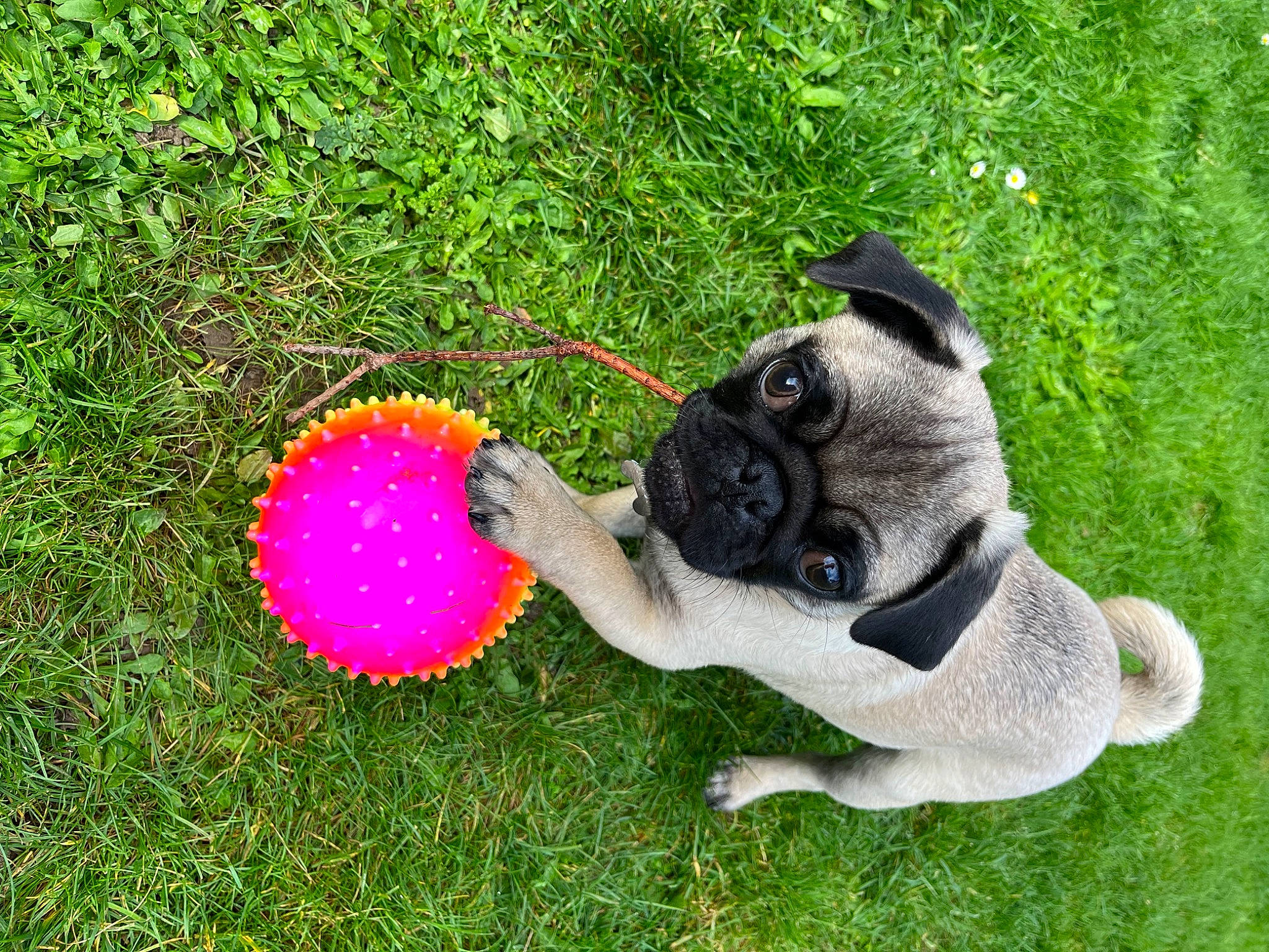 Titou a rejoint le concours — aidez-le/la à gagner de superbes lots ! ball, carnivore, collar, companion_dog, dog, dog_breed, dog_clothes, dog_supply, fashion_accessory, fawn, grass, lawn, leash, plant, pug, recreation, tail, toy, toy_dog, working_animal