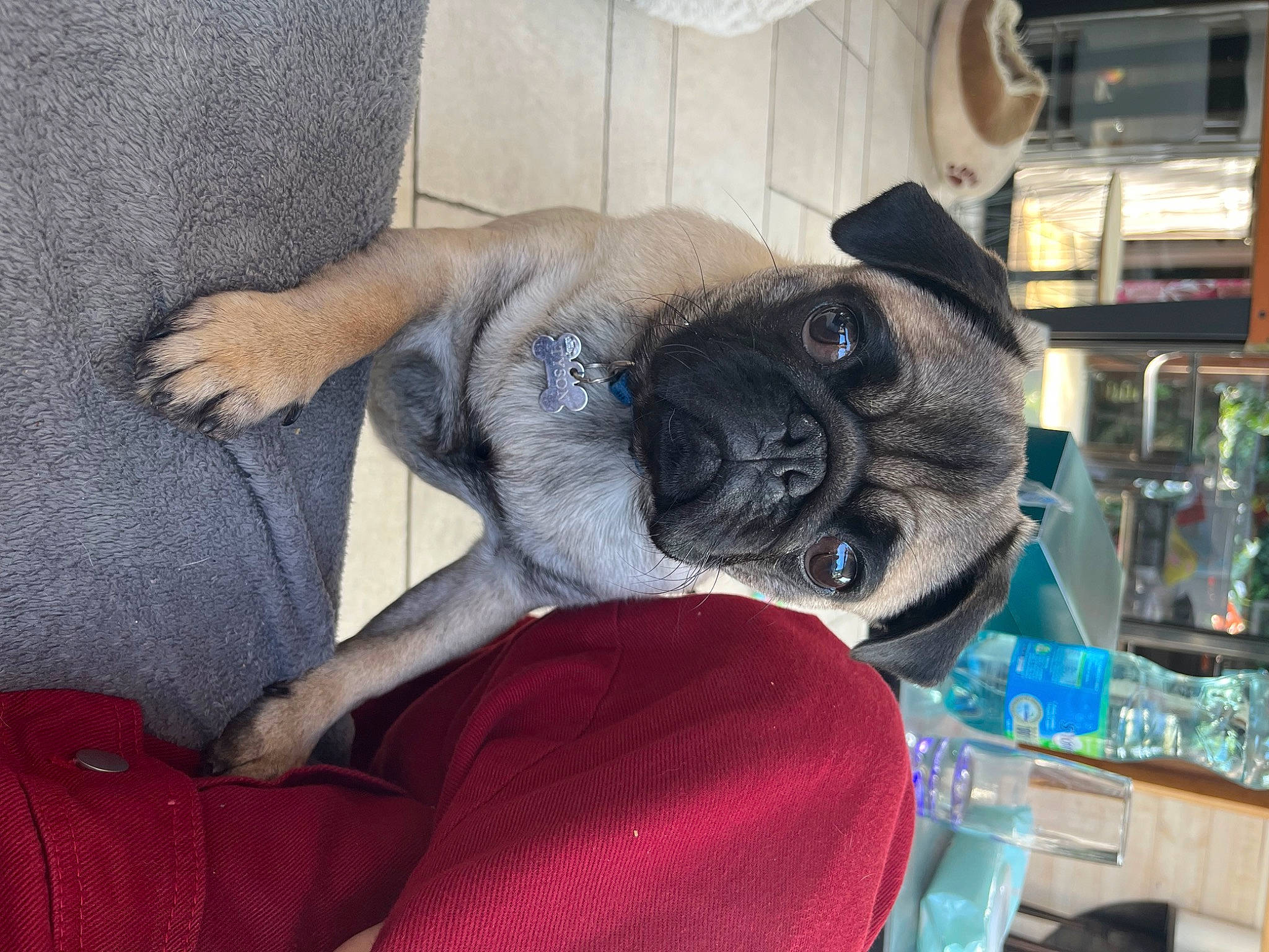 Titou a rejoint le concours — aidez-le/la à gagner de superbes lots ! canidae, carnivore, collar, comfort, companion_dog, couch, dog, dog_breed, dog_collar, ear, fawn, fur, pug, puppy, snout, sporting_group, toy_dog, whiskers, working_animal, wrinkle