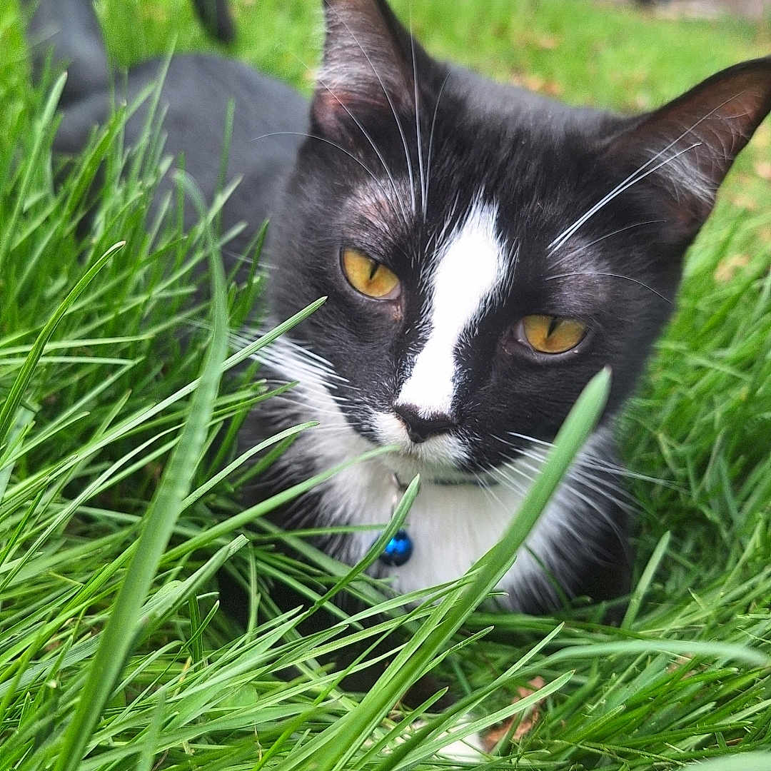 Boots is registered to the contest to win money with this photo: animal, black_and_white, blue_bell, cat, close_up, collar, curious, daylight, domestic, fur, grass, green, mammal, nature, outdoor, pet, relaxed, tail, whiskers, yellow_eyes