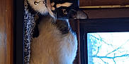Boots is registered to the contest to win money with this photo: animal, bell, black_and_white_cat, cat, collar, cozy, curious, domestic_animal, feline, indoor, mat, natural_light, pets, relaxed, tabby_cat, tree_outside, two_cats, white_cat, window, wooden_wall