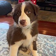 Freyja joined the competition — help win amazing prizes! puppy, dog, brown_and_white, indoor, rug, patterned_rug, curious, floor, fireplace, stockings, christmas_stockings, decor, cozy, pet, young_dog, cute, animal, fur, flooring, home