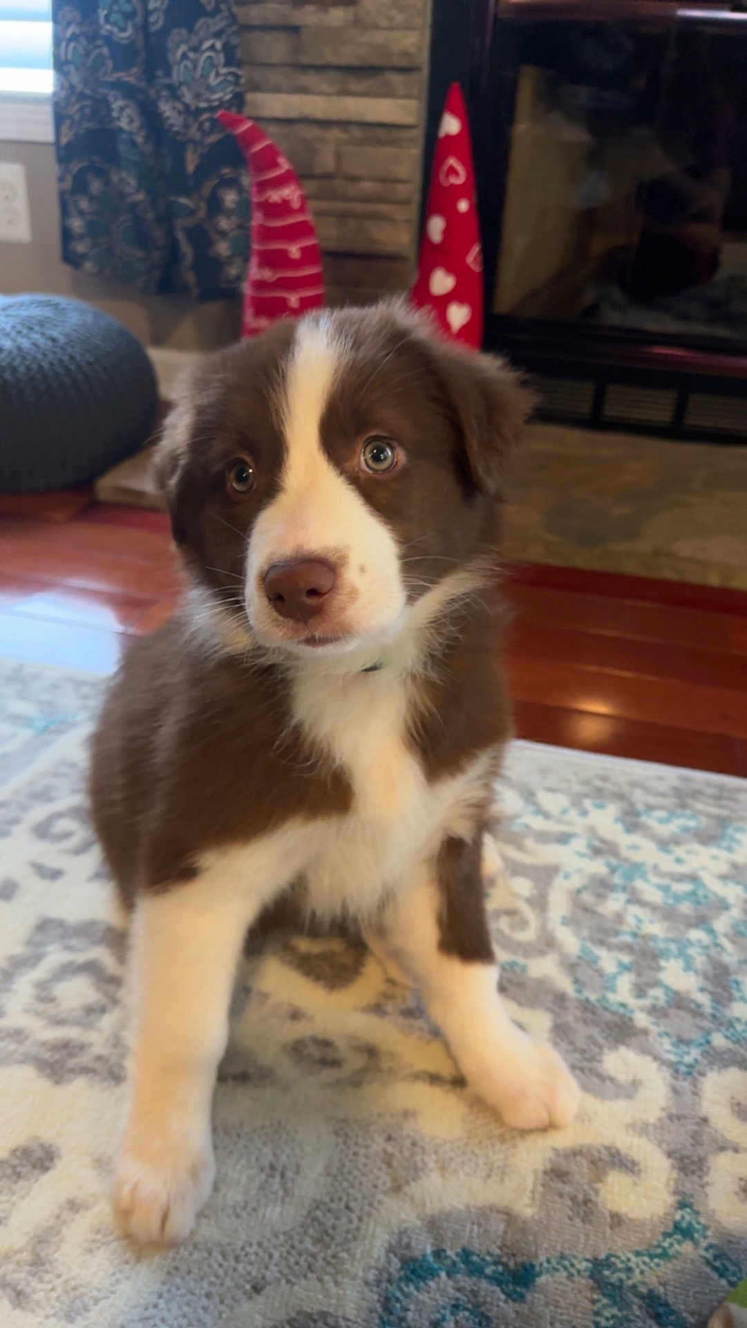 Freyja joined the competition — help win amazing prizes! puppy, dog, brown_and_white, indoor, rug, patterned_rug, curious, floor, fireplace, stockings, christmas_stockings, decor, cozy, pet, young_dog, cute, animal, fur, flooring, home