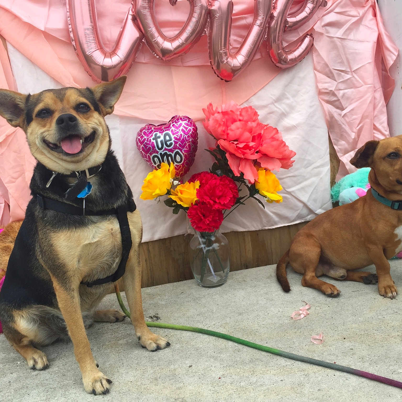 Rocket is registered to the contest to win money with this photo: canidae, carlin_pinscher, carnivore, companion_dog, dog, dog_breed, fawn, flower, mammal, pink, puggle, puppy, rare_breed_dog, snout, sporting_group, vertebrate