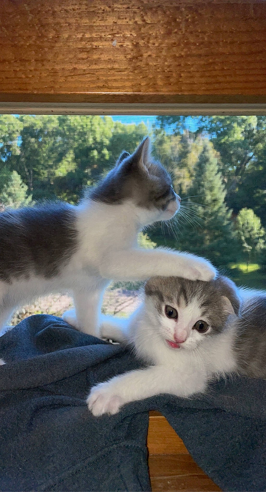 Claire And Maddi is registered to the contest to win money with this photo: carnivore, cat, comfort, domestic_short_haired_cat, fawn, felidae, fur, grass, paw, photo_caption, plant, small_to_medium_sized_cats, tail, tree, whiskers, window