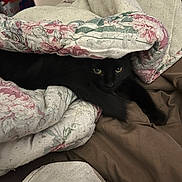 Cleo joined the competition — help win amazing prizes! black_cat, cat, quilt, blanket, fabric, bed, cozy, hiding, pet, animal, indoor, tail, floral_pattern, comfort, resting, fur, eyes, soft, warm, sleeping_area