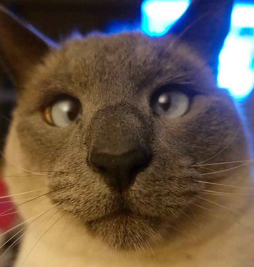 Bob participe au concours pour gagner de l'argent avec cette photo : carnivore, cat, close_up, domestic_short_haired_cat, ear, electric_blue, fawn, felidae, fur, light, siamese, small_to_medium_sized_cats, snout, terrestrial_animal, vertebrate, whiskers, wildlife