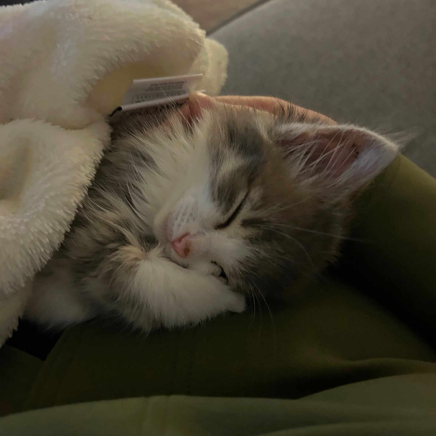 Zéphyr a rejoint le concours — aidez-le/la à gagner de superbes lots ! adorable, animal, blanket, closeup, comfort, cozy, cute, fur, furry, indoor, kitten, nap, paw, peaceful, pet, resting, sleeping, soft, whiskers, young