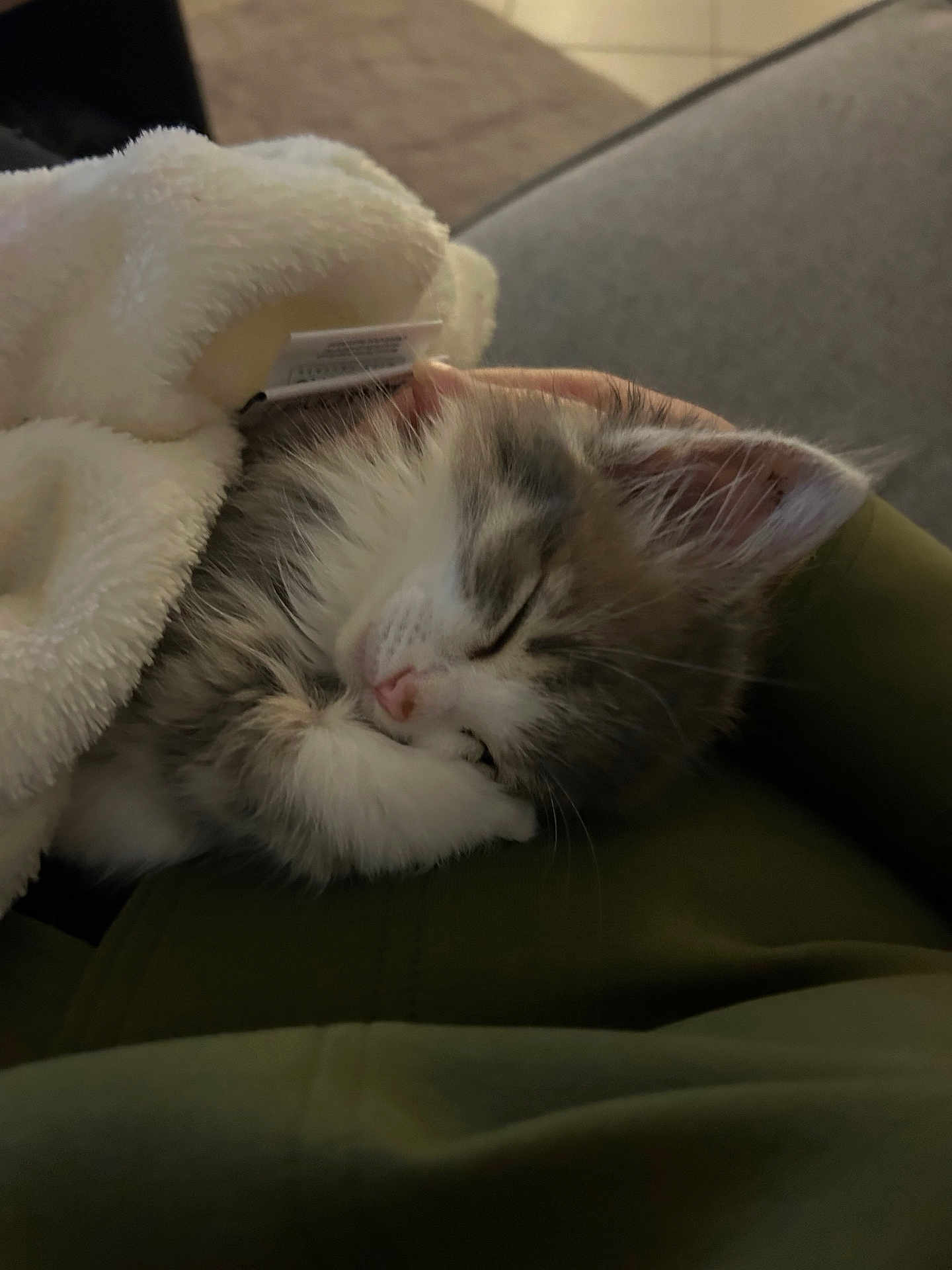 Zéphyr a rejoint le concours — aidez-le/la à gagner de superbes lots ! kitten, sleeping, blanket, cozy, cute, furry, pet, animal, indoor, resting, peaceful, closeup, soft, fur, paw, whiskers, adorable, young, nap, comfort