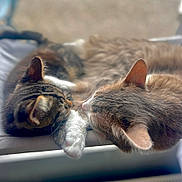 Zéphyr participe au concours pour gagner de l'argent avec cette photo : cat, cats, pet, feline, sleeping, resting, snuggling, closeup, fur, whiskers, ears, paw, indoor, cozy, animal, cute, domestic, friendship, relaxing, soft_focus