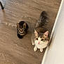 Zéphyr participe au concours pour gagner de l'argent avec cette photo : cat, kitten, tabby_cat, fluffy_cat, wooden_floor, indoor, pet, animal, curious, looking_up, domestic, cute, feline, flooring, home, foot, sock, chair_leg, two_cats, cozy