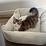 Zéphyr a rejoint le concours — aidez-le/la à gagner de superbes lots ! cat, tabby, pet_bed, indoor, curious, feline, fur, whiskers, ears, tail, flooring, plush, cozy, resting, animal, domestic, cute, looking, mammal, relaxed