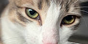 Zéphyr participe au concours pour gagner de l'argent avec cette photo : cat, close_up, pet, animal, feline, whiskers, green_eyes, pink_nose, fur, blanket, soft_texture, indoor, curious, sniffing, focus, muzzle, tabby, close_range, domestic_cat, face