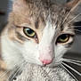cat, close_up, pet, animal, feline, whiskers, green_eyes, pink_nose, fur, blanket, soft_texture, indoor, curious, sniffing, focus, muzzle, tabby, close_range, domestic_cat, face