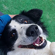 Laïko participe au concours pour gagner de l'argent avec cette photo : australian_collie, border_collie, canidae, carnivore, dog, dog_breed, english_shepherd, grass, herding_dog, karelian_bear_dog, mammal, mcnab, nose, rare_breed_dog, snout, sporting_group, stabyhoun, vertebrate, welsh_sheepdog, working_dog