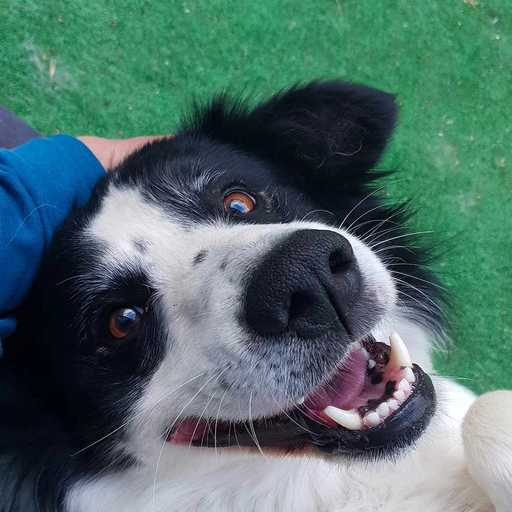 Laïko