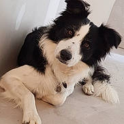 Laiko participe au concours pour gagner de l'argent avec cette photo : border_collie, carnivoran, companion_dog, dog, dog_breed, dog_breed_group, dog_like_mammal, fur, puppy, snout