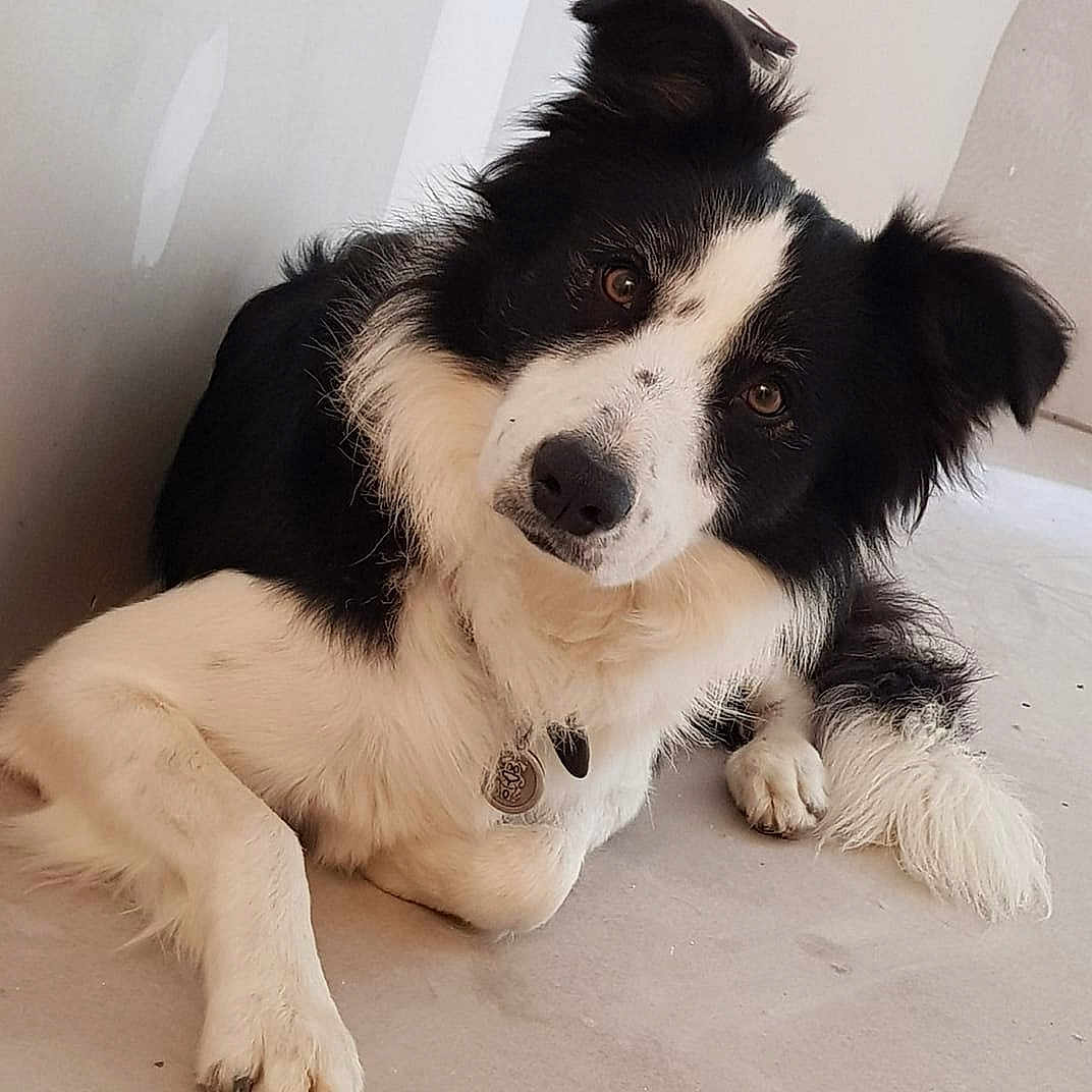 Laiko