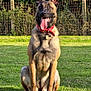 dog, belgian_malinois, animal, pet, collar, tongue_out, grass, lawn, fence, outdoor, sunlight, nature, sitting, canine, muzzle, ears, tag, happy, brown, black