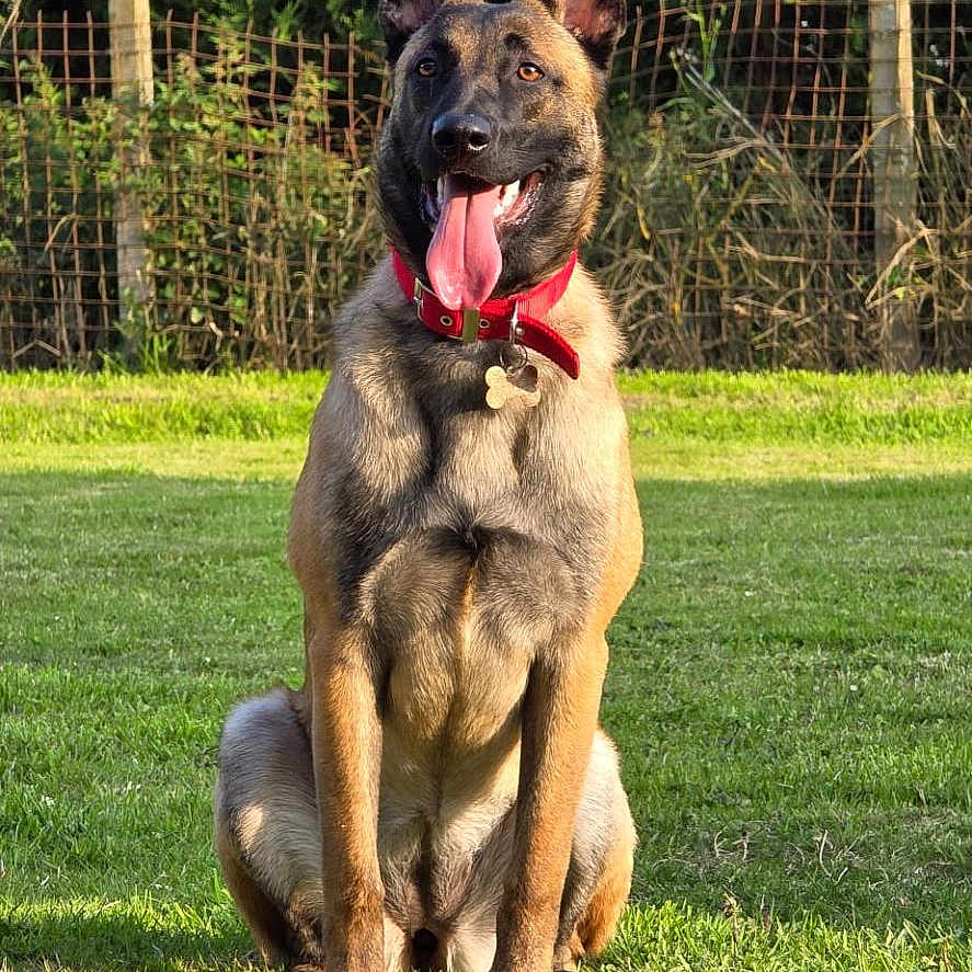Vérone a rejoint le concours — aidez-le/la à gagner de superbes lots ! animal, belgian_malinois, black, brown, canine, collar, dog, ears, fence, grass, happy, lawn, muzzle, nature, outdoor, pet, sitting, sunlight, tag, tongue_out
