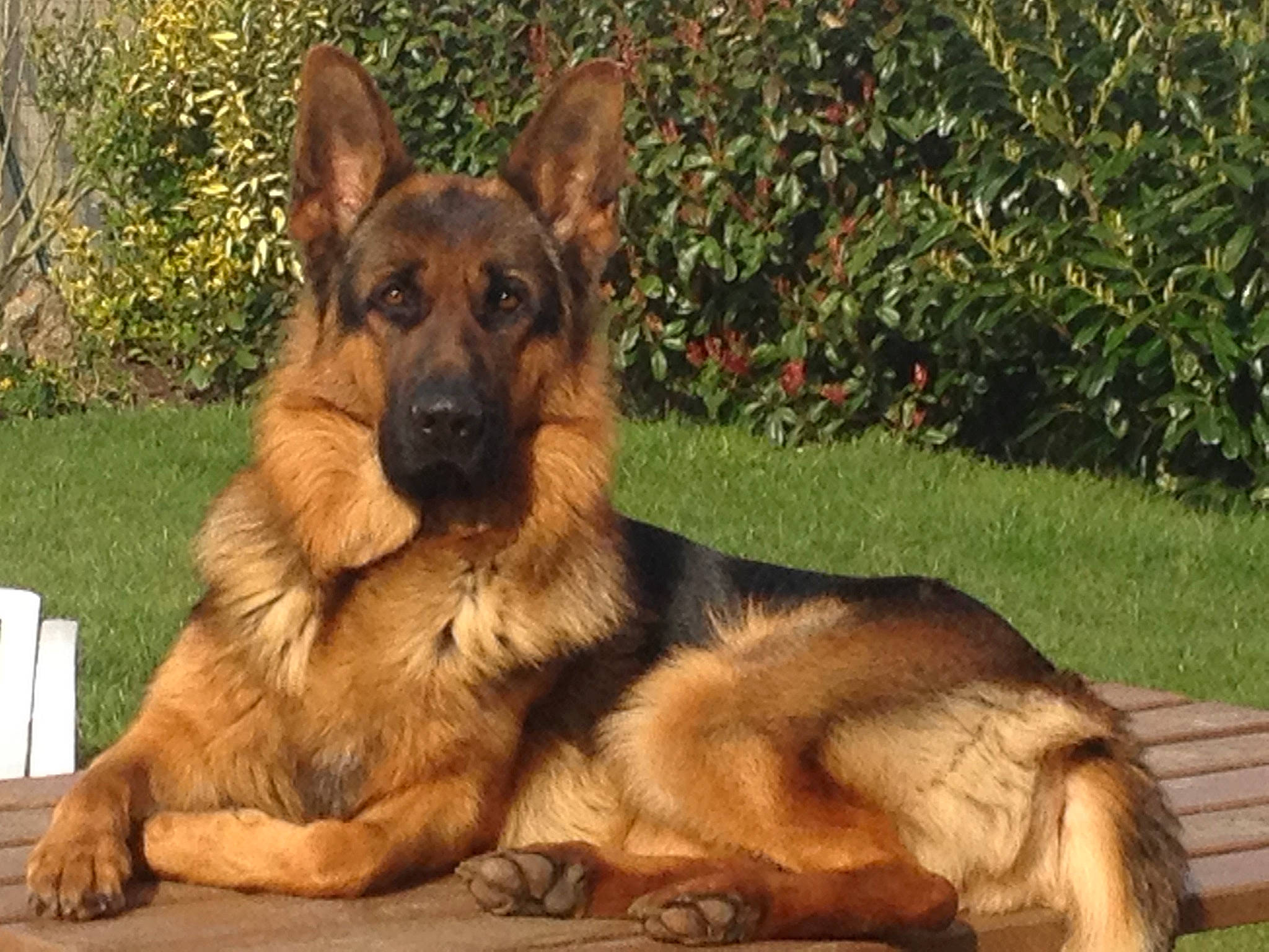 Jaeguer a rejoint le concours — aidez-le/la à gagner de superbes lots ! ancient_dog_breeds, bohemian_shepherd, canidae, carnivore, companion_dog, dog, dog_breed, east_european_shepherd, fawn, german_shepherd_dog, king_shepherd, kunming_wolfdog, mammal, old_german_shepherd_dog, police_dog, rare_breed_dog, shiloh_shepherd_dog, snout, vertebrate, wolfdog