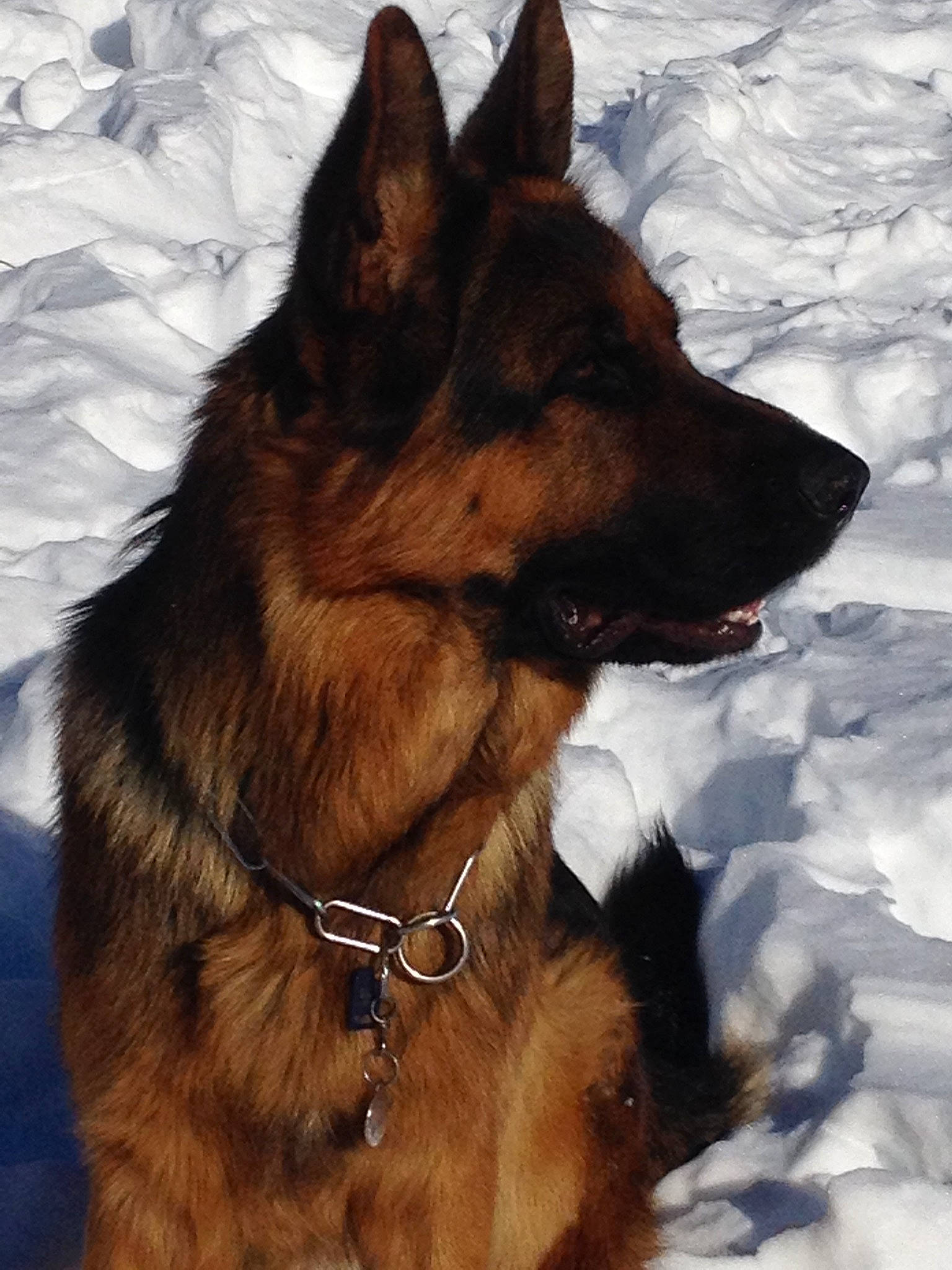 Jaeguer participe au concours pour gagner de l'argent avec cette photo : belgian_shepherd, belgian_shepherd_malinois, bohemian_shepherd, canidae, carnivore, dog, dog_breed, east_european_shepherd, german_shepherd_dog, king_shepherd, kunming_wolfdog, mammal, native_american_indian_dog, old_german_shepherd_dog, rare_breed_dog, shiloh_shepherd_dog, snout, tervuren, vertebrate, wolfdog