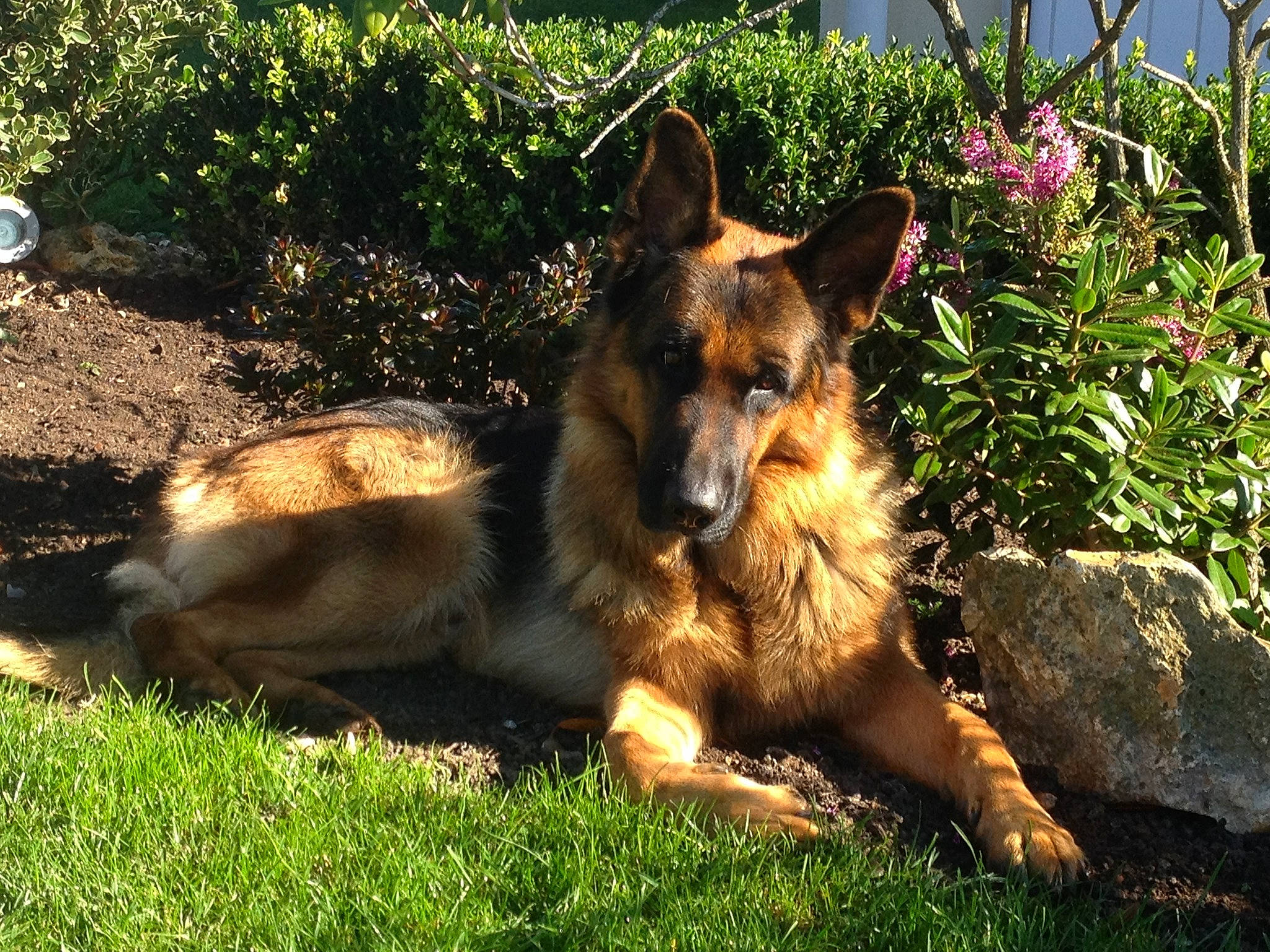 Jaeguer participe au concours pour gagner de l'argent avec cette photo : belgian_shepherd, belgian_shepherd_malinois, bohemian_shepherd, canidae, carnivore, dog, dog_breed, east_european_shepherd, fawn, german_shepherd_dog, grass, king_shepherd, kunming_wolfdog, mammal, old_german_shepherd_dog, rare_breed_dog, shiloh_shepherd_dog, tervuren, vertebrate, working_dog