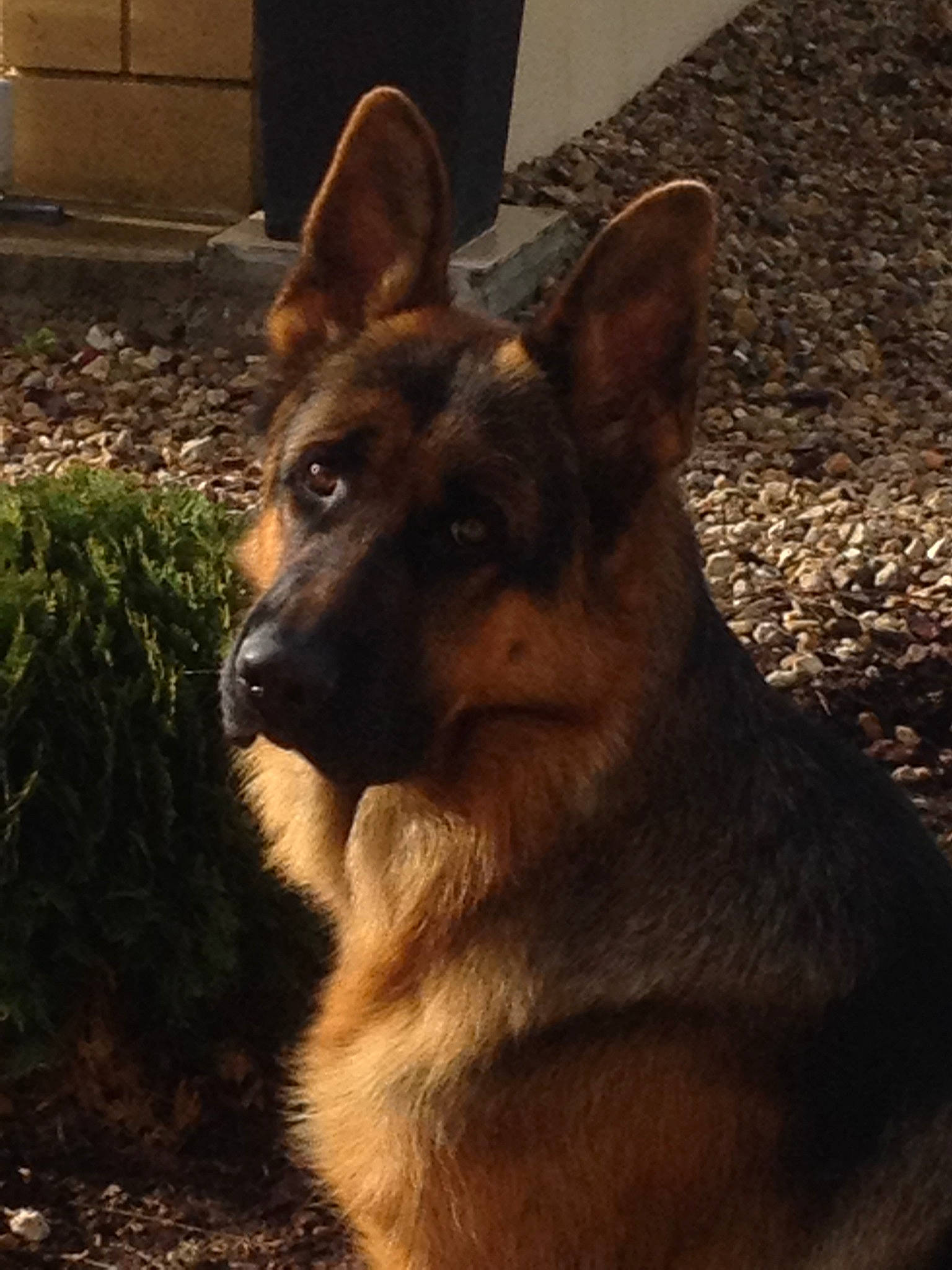 Jaeguer a rejoint le concours — aidez-le/la à gagner de superbes lots ! belgian_shepherd, belgian_shepherd_malinois, canidae, carnivore, dog, dog_breed, ear, east_european_shepherd, fawn, german_shepherd_dog, king_shepherd, kunming_wolfdog, mammal, old_german_shepherd_dog, police_dog, shiloh_shepherd_dog, snout, vertebrate, wolfdog, working_dog