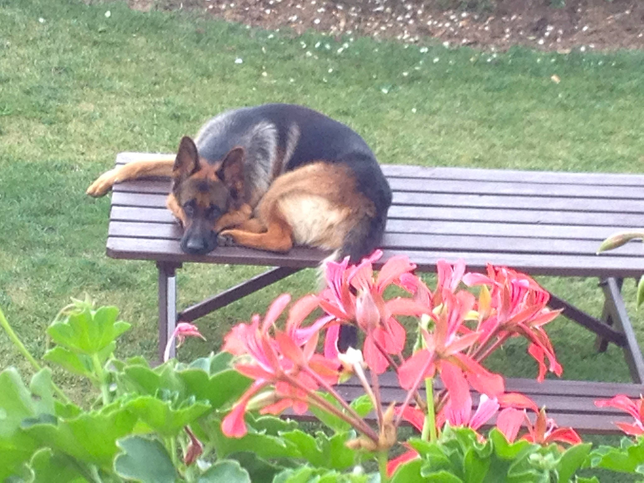 Jaeguer a rejoint le concours — aidez-le/la à gagner de superbes lots ! canidae, carnivore, dog, dog_breed, east_european_shepherd, flower, german_shepherd_dog, king_shepherd, kunming_wolfdog, mammal, old_german_shepherd_dog, plant, shiloh_shepherd_dog