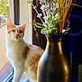 cat, orange_cat, white_cat, windowsill, window, vase, dried_flowers, indoor, natural_light, curious, pet, feline, domestic_animal, plant, decor, shadow, screen, whiskers, fur, still_life