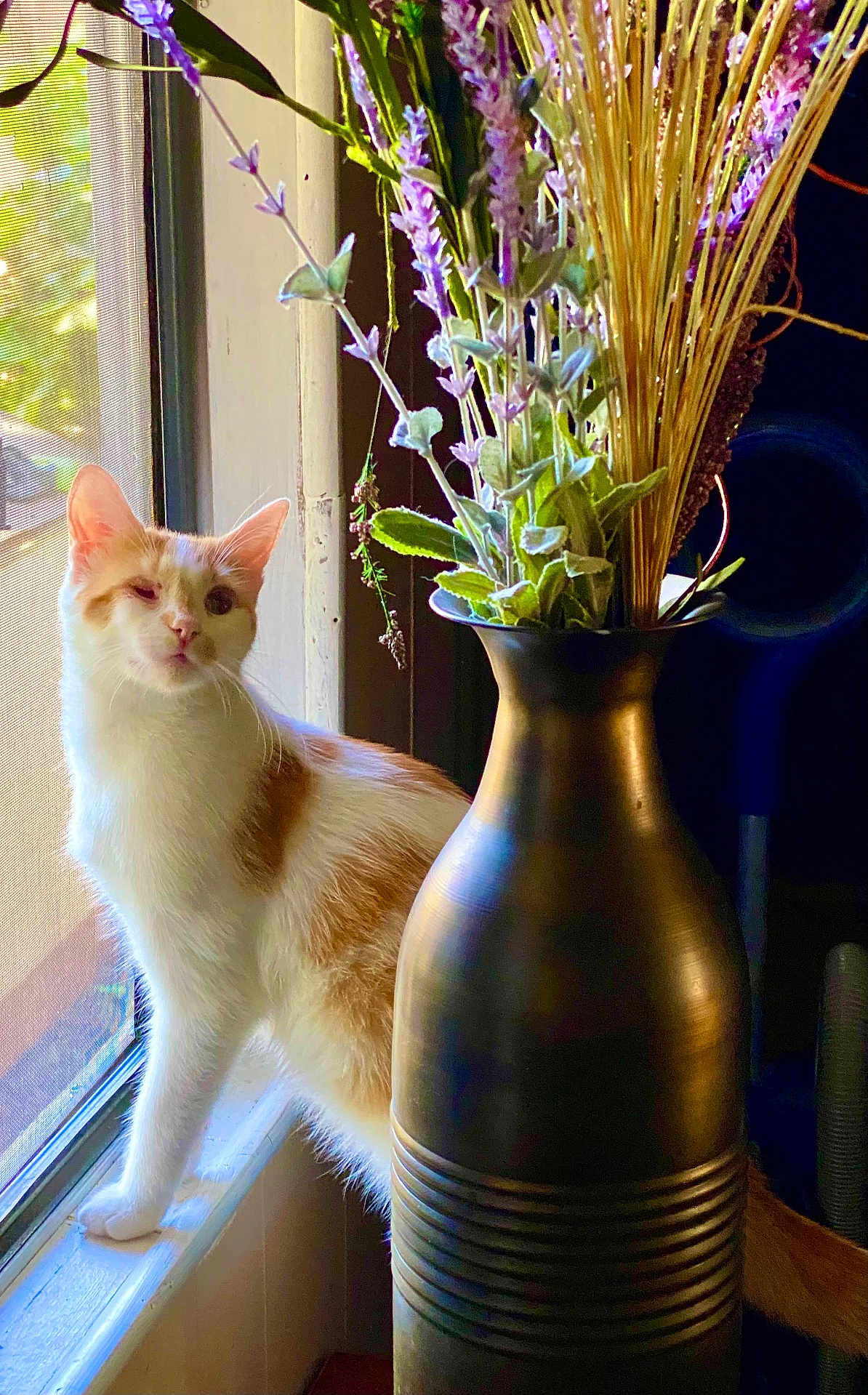 Stinkerbell joined the competition — help win amazing prizes! cat, orange_cat, white_cat, windowsill, window, vase, dried_flowers, indoor, natural_light, curious, pet, feline, domestic_animal, plant, decor, shadow, screen, whiskers, fur, still_life