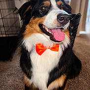 Baymax Saul joined the competition — help win amazing prizes! dog, berner_mix, tricolor, black_and_white, brown, bow_tie, happy, smiling, tongue_out, open_mouth, portrait, close_up, indoor, home, carpet, dog_crate, sunlight, fluffy, pet, formal_attire