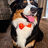 dog, berner_mix, tricolor, black_and_white, brown, bow_tie, happy, smiling, tongue_out, open_mouth, portrait, close_up, indoor, home, carpet, dog_crate, sunlight, fluffy, pet, formal_attire
