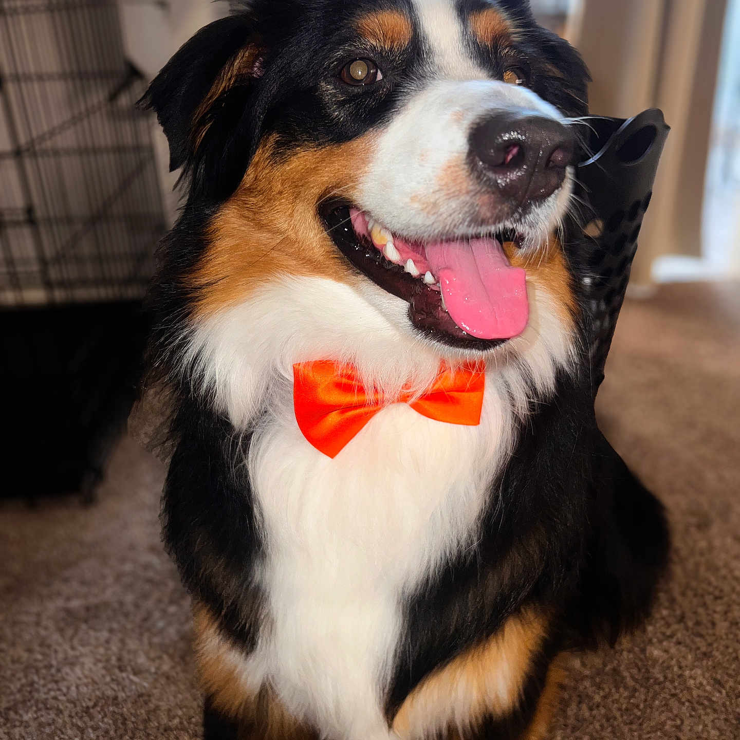 Baymax Saul joined the competition — help win amazing prizes! dog, berner_mix, tricolor, black_and_white, brown, bow_tie, happy, smiling, tongue_out, open_mouth, portrait, close_up, indoor, home, carpet, dog_crate, sunlight, fluffy, pet, formal_attire