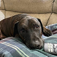 Abe is registered to the contest to win money with this photo: dog, brindle, resting, couch, blanket, plaid, remote_control, indoor, pet, canine, relaxed, fur, animal, sleepy, close_up, comfort, home, living_room, paw, face