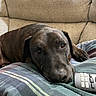 dog, brindle, resting, couch, blanket, plaid, remote_control, indoor, pet, canine, relaxed, fur, animal, sleepy, close_up, comfort, home, living_room, paw, face