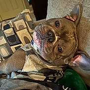 Zeus is registered to the contest to win money with this photo: dog, canine, pet, lounge, couch, sweater, brown, ears, indoors, relaxed, cozy, fabric, home, closeup, face, animal, companion, comfort, resting, fur