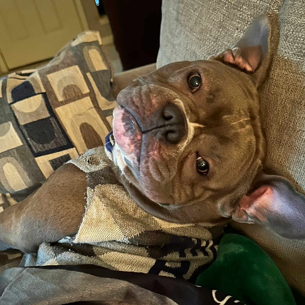 Zeus is registered to the contest to win money with this photo: dog, canine, pet, lounge, couch, sweater, brown, ears, indoors, relaxed, cozy, fabric, home, closeup, face, animal, companion, comfort, resting, fur