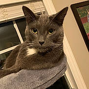 Leo is registered to the contest to win money with this photo: cat, gray_cat, pet, indoor, window, blinds, cat_perch, furniture, animal, whiskers, ears, eyes, relaxed, portrait, home, cozy, soft, feline, resting, domestic_cat