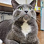 Leo is registered to the contest to win money with this photo: cat, gray_cat, white_chest, whiskers, wide_eyes, indoor, feline, pet, domestic_cat, fur, close_up, lying_down, curious, wooden_surface, shelf, background_blur, household_items, ears, nose, paw