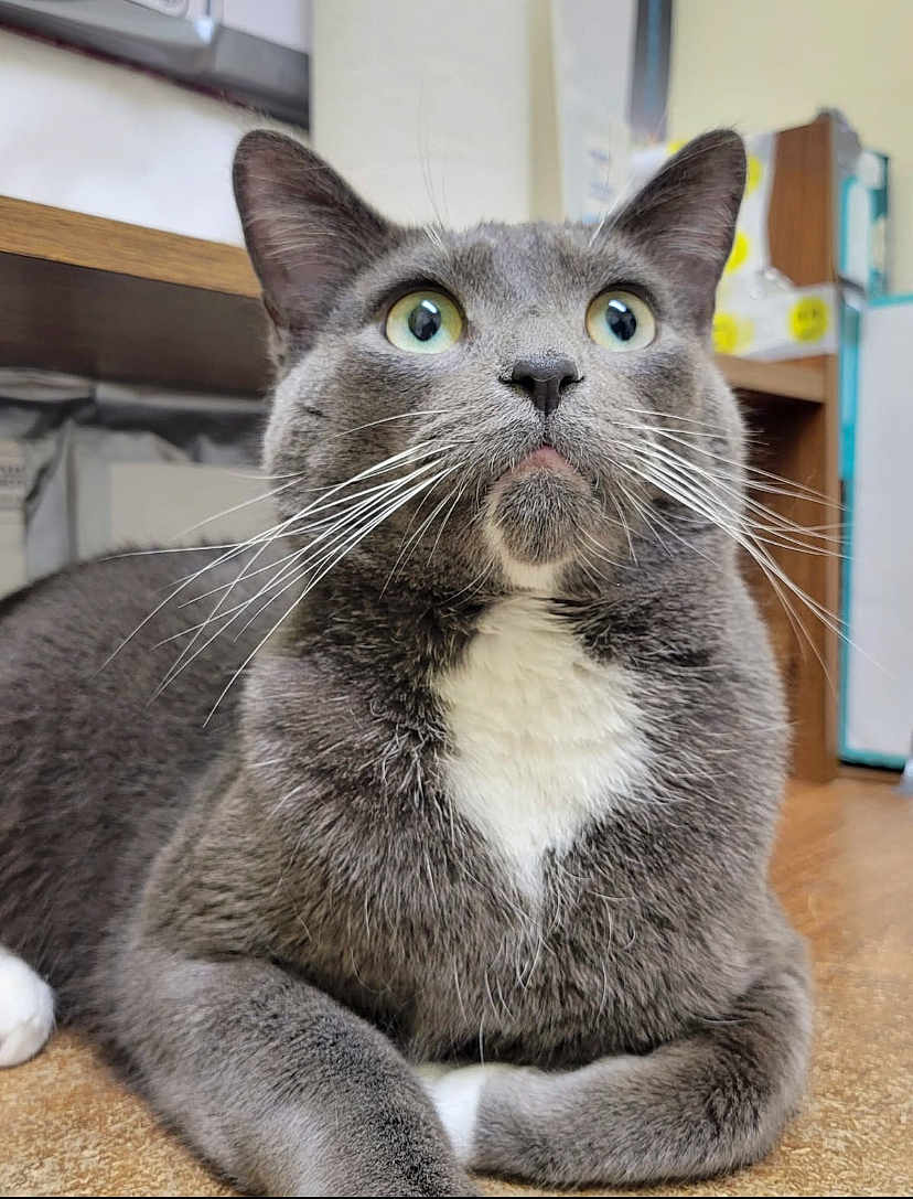 Leo