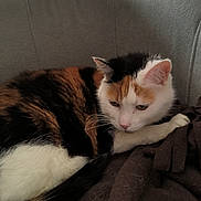 Lechat a rejoint le concours — aidez-le/la à gagner de superbes lots ! animal, blanket, calico_cat, cat, comfort, couch, cozy, domestic_cat, ear, feline, fur, home, indoor, pet, relaxed, resting, sleepy, soft, tail, whiskers