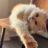 Safa joined the competition — help win amazing prizes! cat, kitten, white_cat, fluffy, paw, chair, furniture, indoor, portrait, close_up, shallow_depth_of_field, fur, pet, animal, relaxed, stretched_out, cozy, sunlight, whiskers, blue_eyes