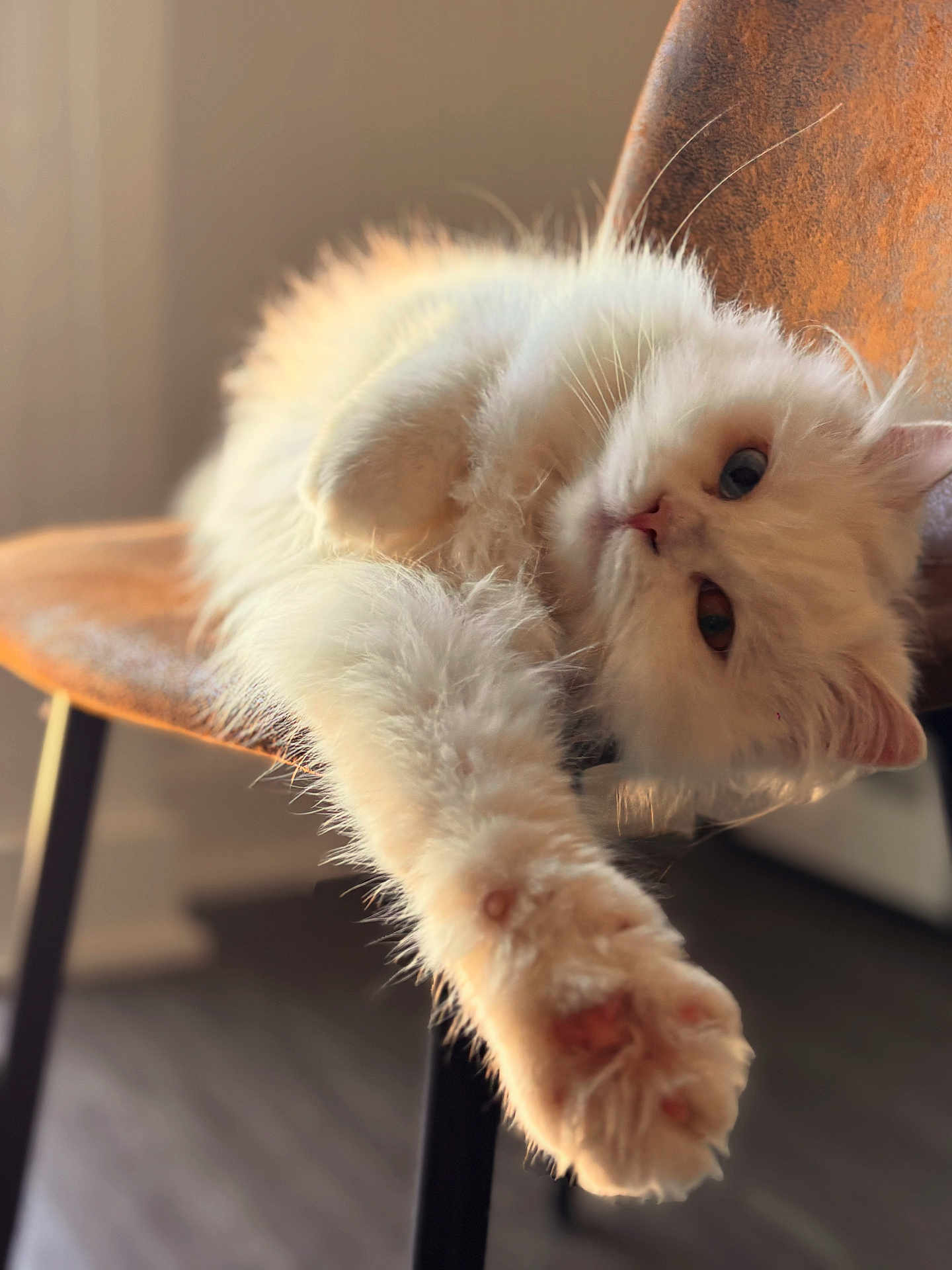 Safa joined the competition — help win amazing prizes! cat, kitten, white_cat, fluffy, paw, chair, furniture, indoor, portrait, close_up, shallow_depth_of_field, fur, pet, animal, relaxed, stretched_out, cozy, sunlight, whiskers, blue_eyes