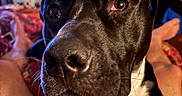 Gator joined the competition — help win amazing prizes! dog, black_dog, white_chest, pet, close_up, indoors, bed, blanket, person_legs, cozy, blurred_background, room, furniture, portrait, companion, animal, looking, face, whiskers, nose