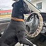 Gator joined the competition — help win amazing prizes! dog, black_dog, collar, car_interior, steering_wheel, fuzzy_steering_wheel_cover, window, seat, dashboard, parking_lot, outside_view, animal, pet, vehicle, resting, looking_out_window, daytime, cloudy, leash, car_door