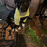 Gator joined the competition — help win amazing prizes! dog, black_dog, hoodie, pet_clothing, indoor, floor, tile_floor, armchair, boots, plush_toy, green_toy, alligator_toy, pet, sitting, looking_up, cozy, home, companion, animal, cute