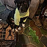 dog, black_dog, hoodie, pet_clothing, indoor, floor, tile_floor, armchair, boots, plush_toy, green_toy, alligator_toy, pet, sitting, looking_up, cozy, home, companion, animal, cute