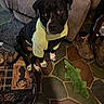 Gator is registered to the contest to win money with this photo: dog, black_dog, hoodie, clothing, indoor, floor, tiles, couch, boots, plush_toy, pet, animal, looking_up, sitting, cozy, household, flooring, attention, companion, cute