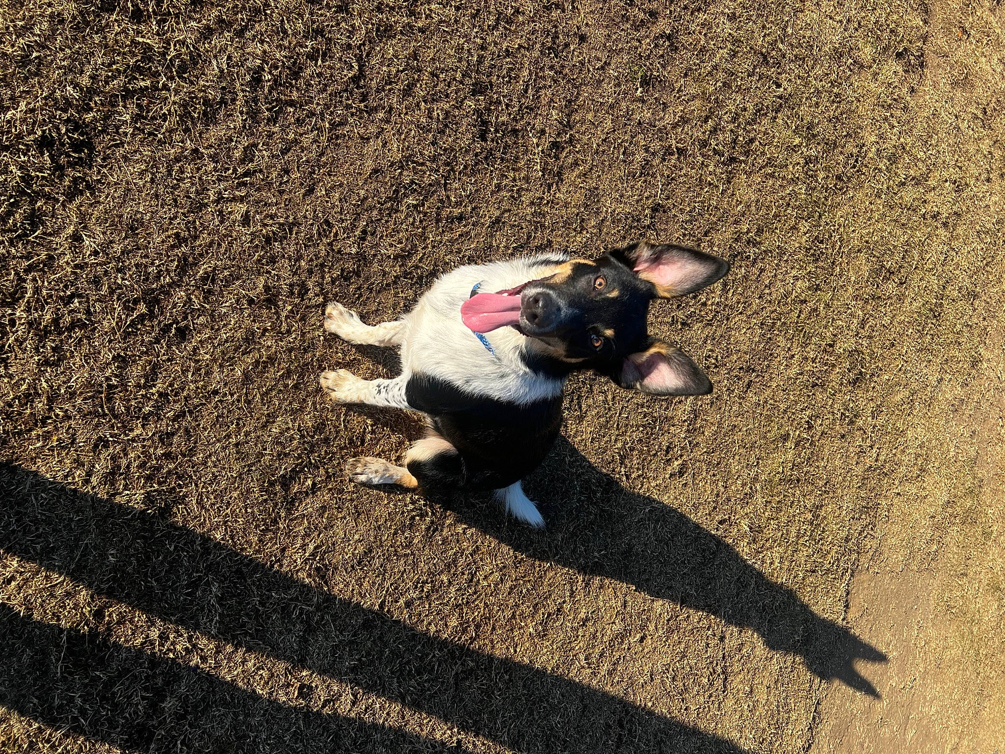 Koda is registered to the contest to win money with this photo: asphalt, carnivore, companion_dog, dog, dog_breed, fawn, flooring, grass, landscape, leash, road, road_surface, shadow, sidewalk, soil, tail, tar, tints_and_shades, wood, working_animal