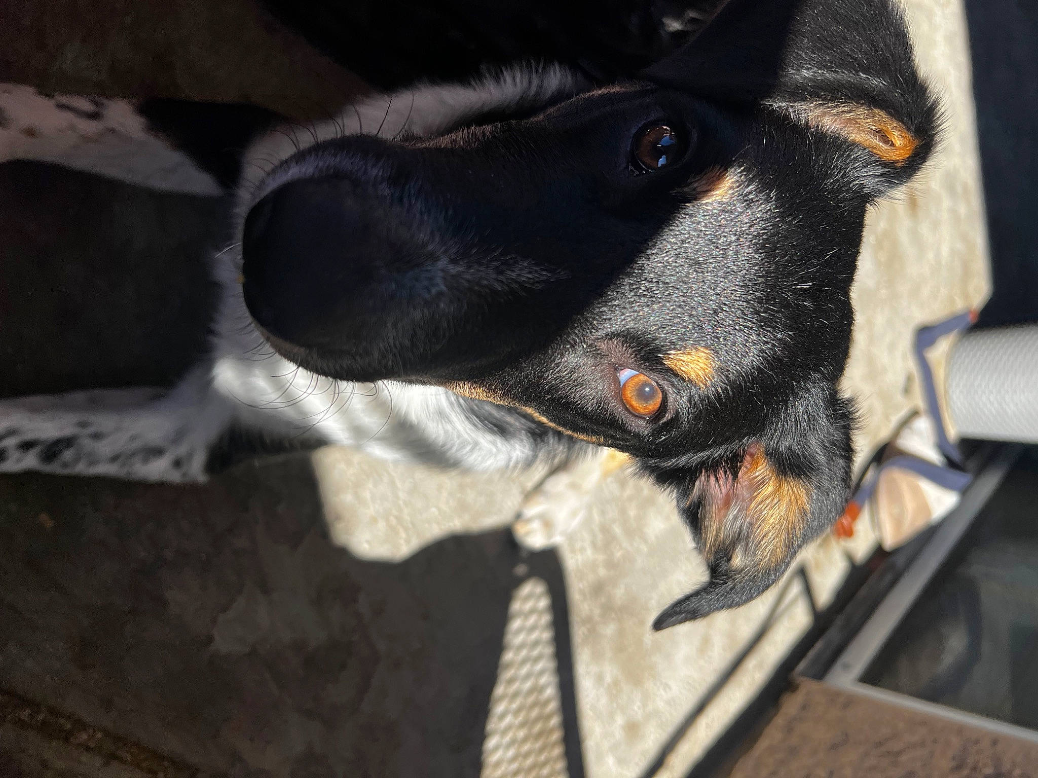 Koda joined the competition — help win amazing prizes! automotive_lighting, borador, canidae, carnivore, claw, comfort, companion_dog, dog, dog_breed, fur, grey, guard_dog, paw, sporting_group, whiskers, working_animal, working_dog